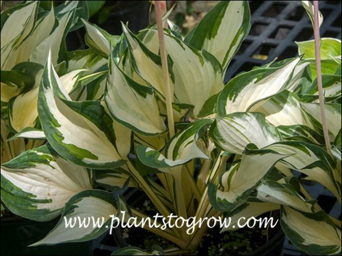 A reverse variegated sport of H. Patriot.